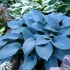 Plavi domaćin - jedinstveni cvijet vašeg vrta